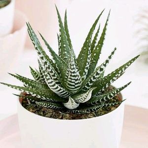 Haworthia (Zebra Cactus)