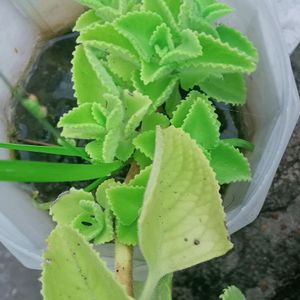 Healthy Ajwain Plant With Roots