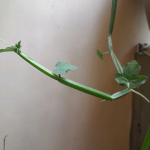 2 Cutting OF Hadjod Bel (Vine) Medicinal Plant For