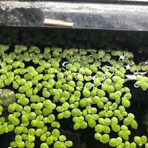 Duck Weed Floating Live Plant Aquarium