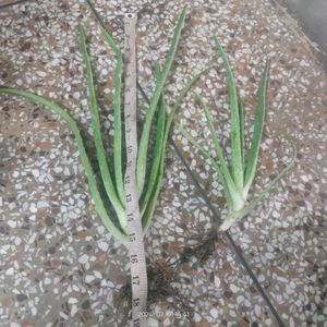 2 Aelovera Live Plants