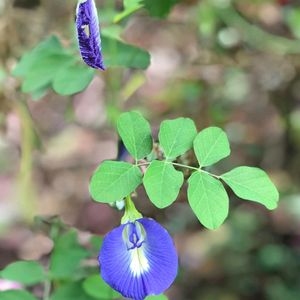 Aprajita Seeds