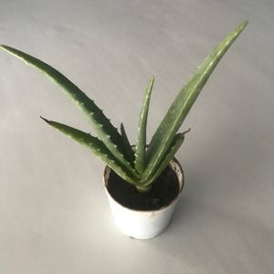 Plant Aloe Vera Live Organic