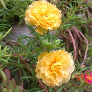 Portulaca & Purslane Cuttings