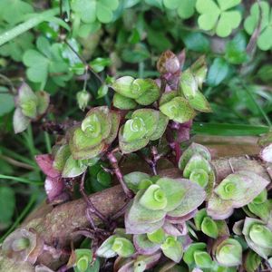 callisia repens hanging plants