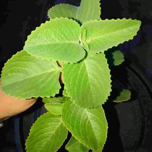 Mexican Mint Plant