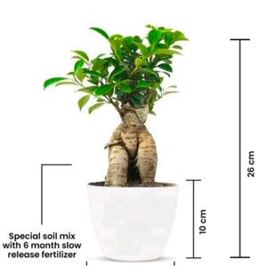 Beautiful Bonsai Ficus Plant With Root