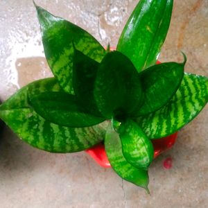 Bird Next Sanseveria Snake Plant With Pot