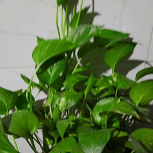 Money Plant