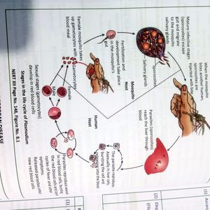 Allen Bio Module