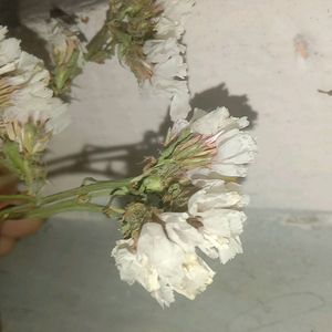 white dry flower