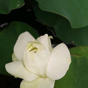 White Puff Lotus Live Rhizomes