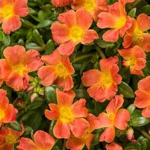 Combo Of 4 Type Portulaca