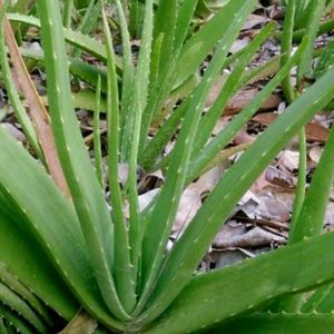 Aloevera Plants