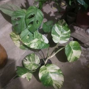 Combo 2  Big Leaf Phothos Mony Plant + Monestera