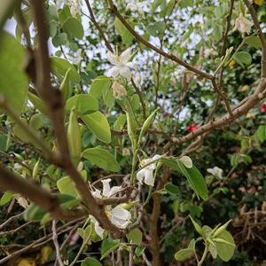 Bauhinia Accuminata