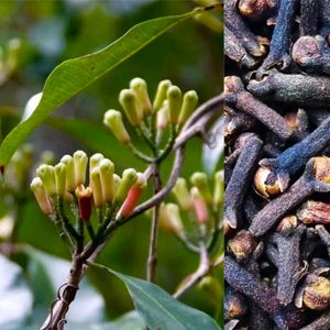 Clove/ Lavang Spice  Plant With Healthy Root