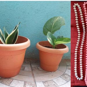 Combo - Snake Plant, Money Plant And Beads Chain