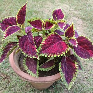 Coleus Plant