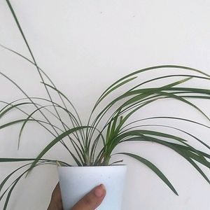 Spider Plant With Pot