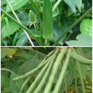 🌿Beans+Lady Finger 🌿 High Quality Seeds|combo📍