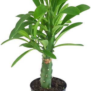 Euphorbia Neriifolia (Indian Spurge)