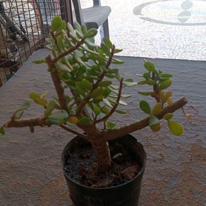 BONSAI JADE PLANTS OR GOOD LUCK PLANT