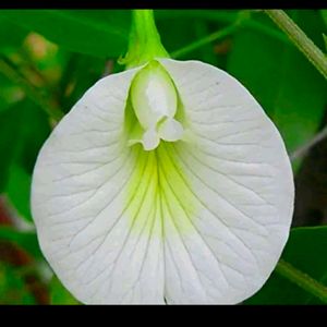 Mix Color Morning Glory Seeds