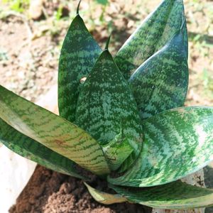 Dwarf Snake Plant