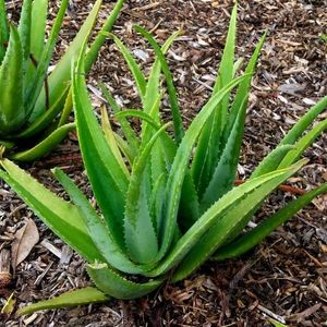 5 Aloe Vera Plant