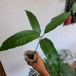 Set 2 Big Mango & SYNGONIUM WENDLANDII Plants