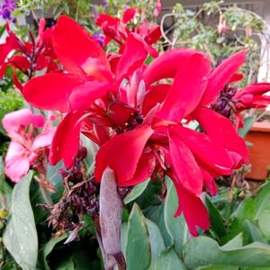 3 Color Callay lily Plant