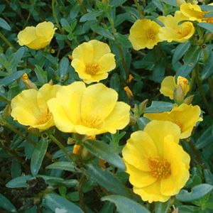 Portulaca