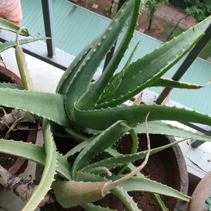 aloevera plant home grown organic