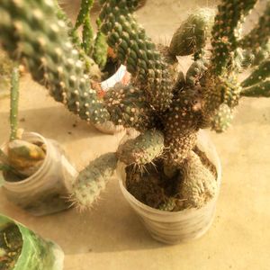 Combo Of 4 Variety Cactus Plant With Root