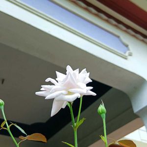 Pink Rose Plant