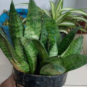 Dwarf Snake Plant