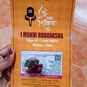 1 Face Mukhi Original Rudraksha Shiv G