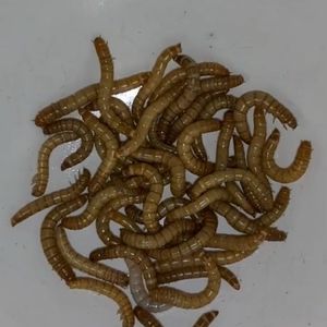 Super meal Worms