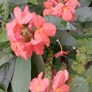 Crossandra infundibuliformis