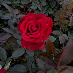 Rose Plant1 Offer Price