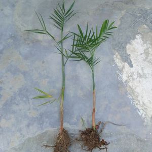 Combo Of 2 Healthy Bamboo Palm Plant