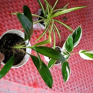 Pack 3 Dracaena Red Ruby & Pandanus veitchii & Nev