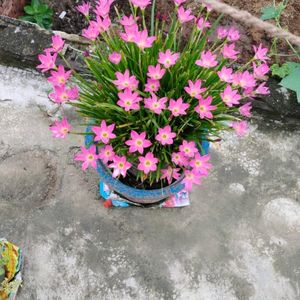 Rain Lily(3 Plants)