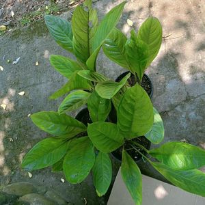 Janmani Giant Leaf