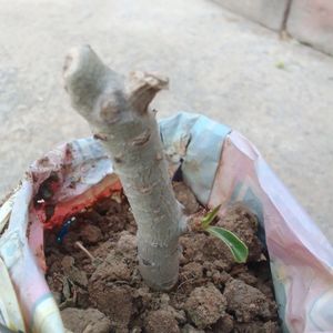 Adenium Plant