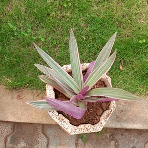 Moses In Cradle Tricolour Plant.