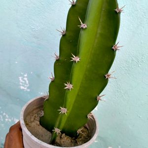 Fairy Castle Cactus