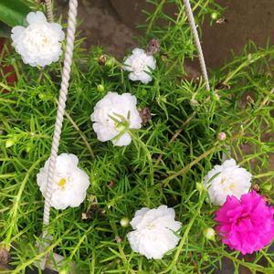 Combo moss rose