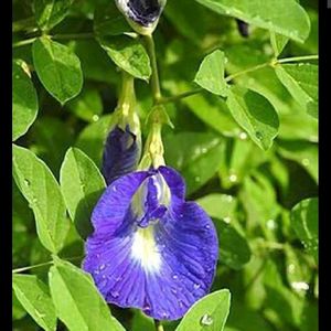 Violet Colour Shanku Pushpa Healthy Plant